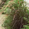 Herbe aux écouvillons soyeuse rouge Pot 4.5L