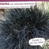 Herbe aux turquoises Nigrescens "Black Dragon Niger" Pot 2L
