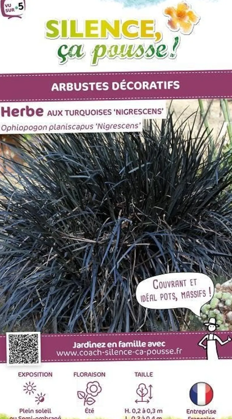 Herbe aux turquoises Nigrescens "Black Dragon Niger" Pot 2L