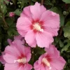 Hibiscus "Pink Giant" Pot 10L SILENCE ÇA POUSSE