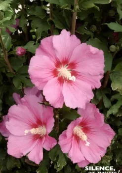 Hibiscus "Pink Giant" Pot 10L SILENCE ÇA POUSSE