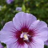 Hibiscus B'TWIST LAVENDER, Althéa Pot 4.5L