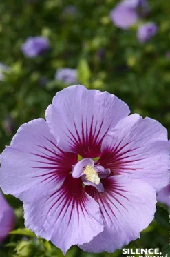 Hibiscus B'TWIST LAVENDER, Althéa Pot 4.5L