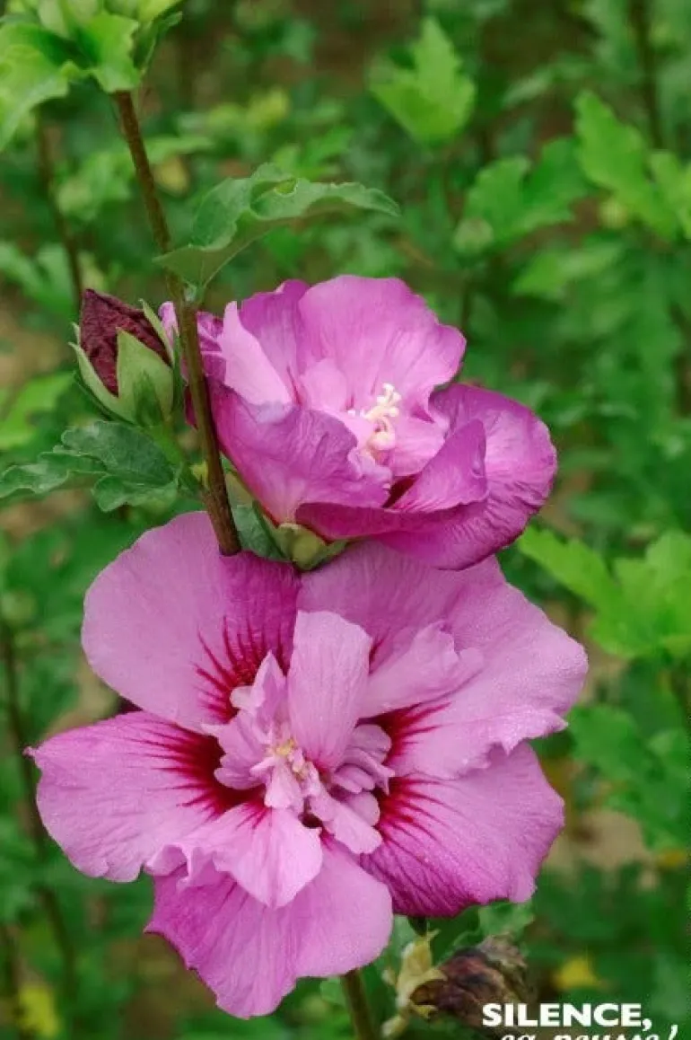 Hibiscus "Eruption Althéa" Pot 4.5L SILENCE ÇA POUSSE