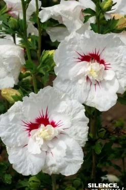 Hibiscus "French Point" Pot 4.5L SILENCE ÇA POUSSE