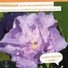 Hibiscus "Lavander Chiffon" Pot 4.5l SILENCE ÇA POUSSE