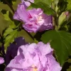 Hibiscus "Lavander Chiffon" Pot 10L SILENCE ÇA POUSSE