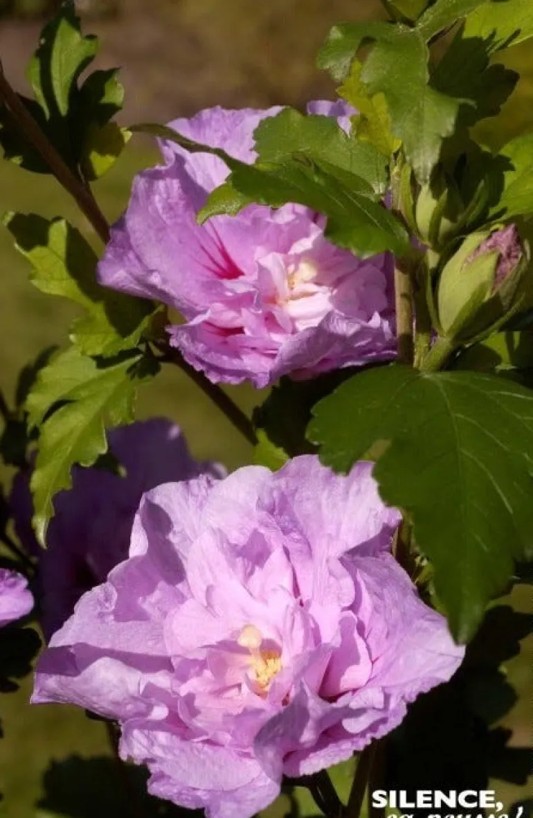 Hibiscus "Lavander Chiffon" Pot 10L SILENCE ÇA POUSSE