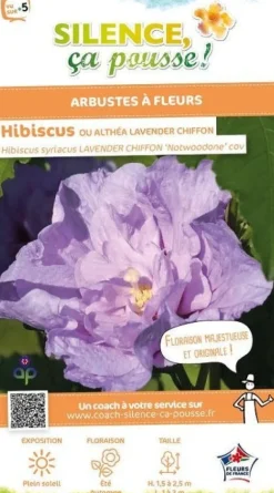 Hibiscus "Lavander Chiffon" Pot 10L SILENCE ÇA POUSSE