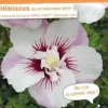 Hibiscus "Pinky Spot Althéa" Pot 4.5L SILENCE ÇA POUSSE