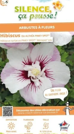 Hibiscus "Pinky Spot Althéa" Pot 4.5L SILENCE ÇA POUSSE