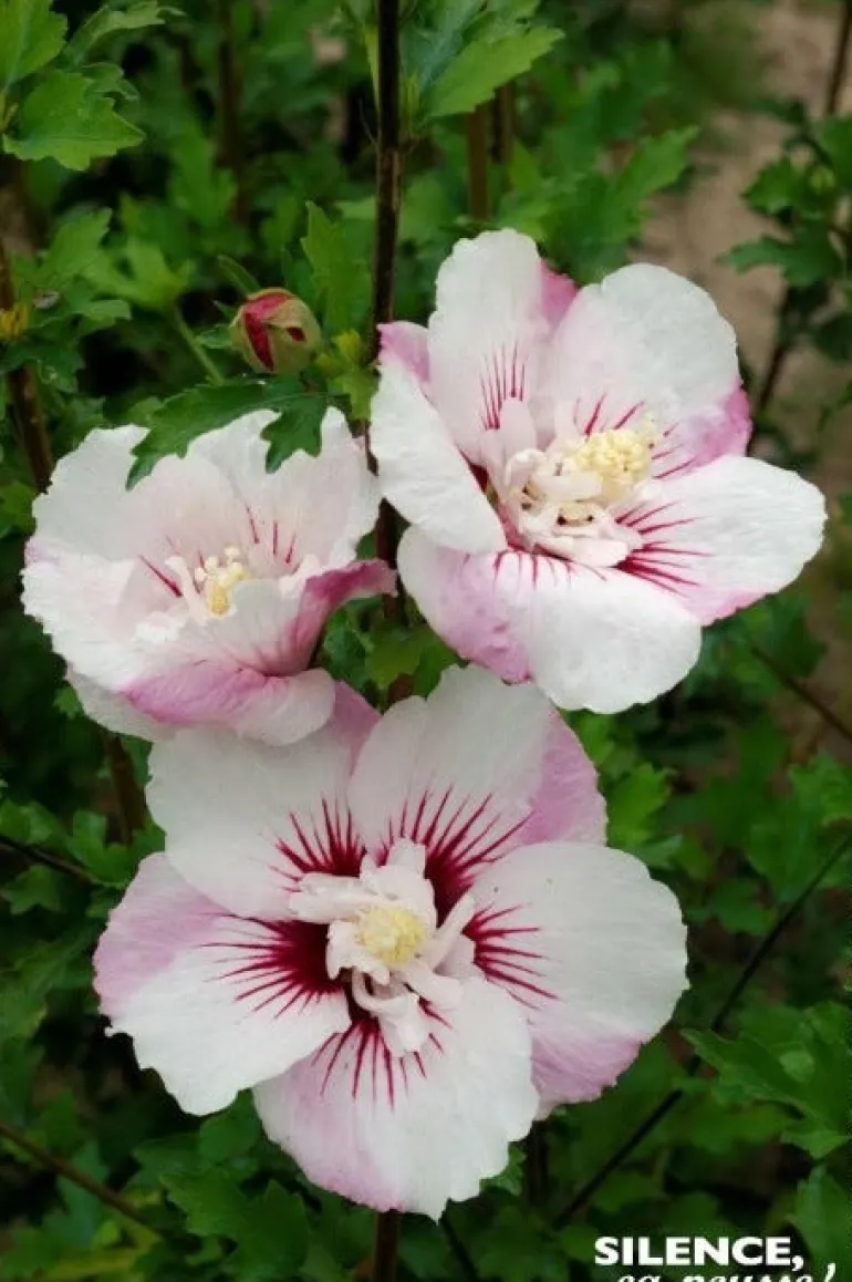 Hibiscus "Pinky Spot Althéa" Pot 4.5L SILENCE ÇA POUSSE