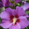 Hibiscus "Russian Violet II, Althéa" Pot 4.5L