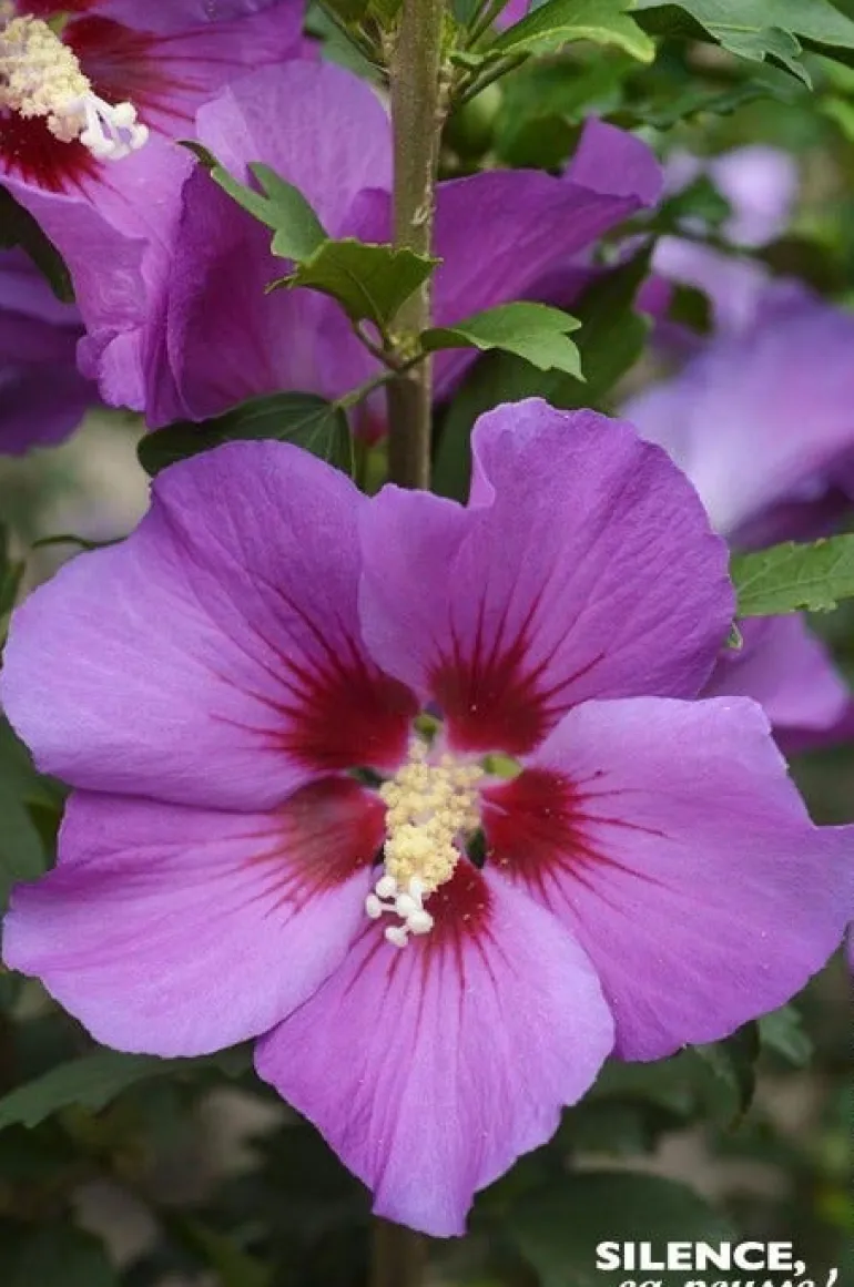 Hibiscus "Russian Violet II, Althéa" Pot 4.5L