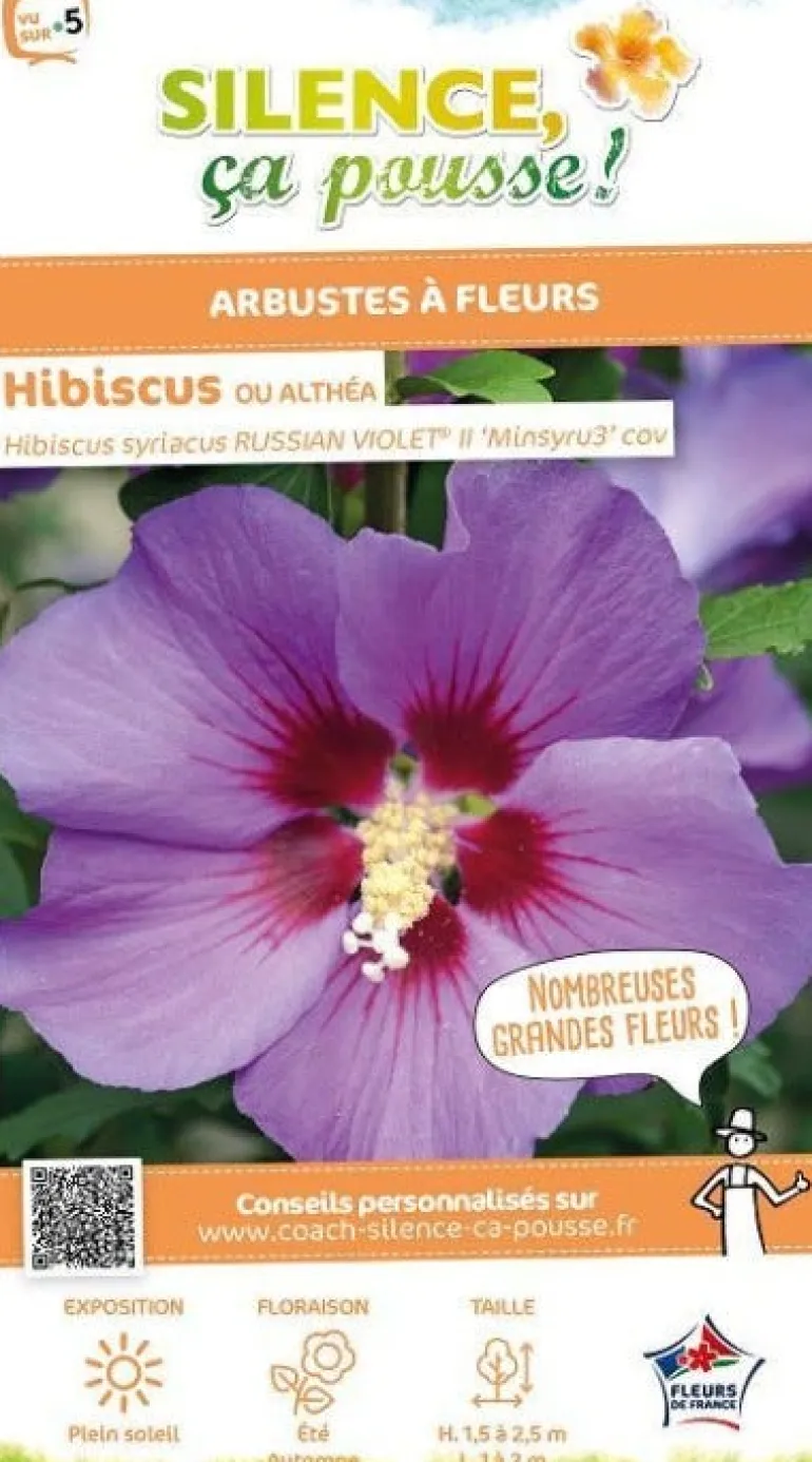 Hibiscus "Russian Violet II, Althéa" Pot 4.5L
