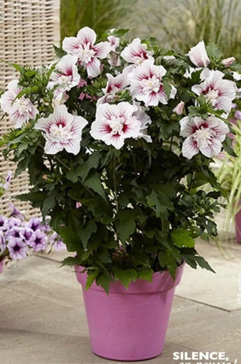Hibiscus "Starburst Chiffon, Althéa" Pot 10L