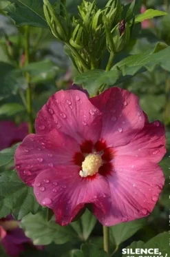 Hibiscus "Sup'Bridge, Althéa" Pot 4.5L SILENCE ÇA POUSSE