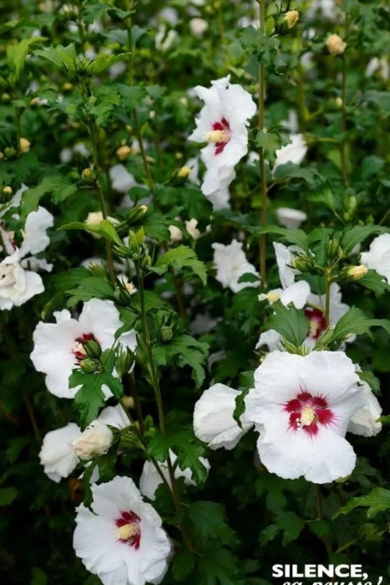 Hibiscus "Sup'Heart" Pot 4.5L SILENCE ÇA POUSSE