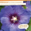 Hibiscus "Ultramarine II, Althéa" Pot 4.5L SILENCE ÇA POUSSE