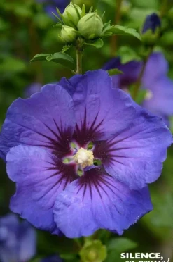 Hibiscus "Ultramarine II, Althéa" Pot 4.5L SILENCE ÇA POUSSE