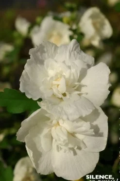 Hibiscus "White Chiffon" 4.5L SILENCE ÇA POUSSE