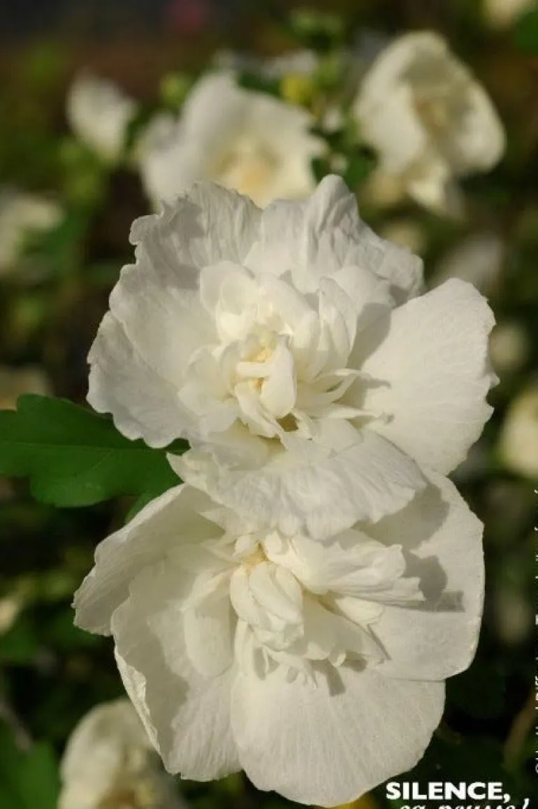 Hibiscus "White Chiffon" 4.5L SILENCE ÇA POUSSE