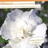 Hibiscus "White Chiffon" 10L SILENCE ÇA POUSSE
