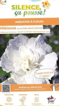 Hibiscus "White Chiffon" 10L SILENCE ÇA POUSSE