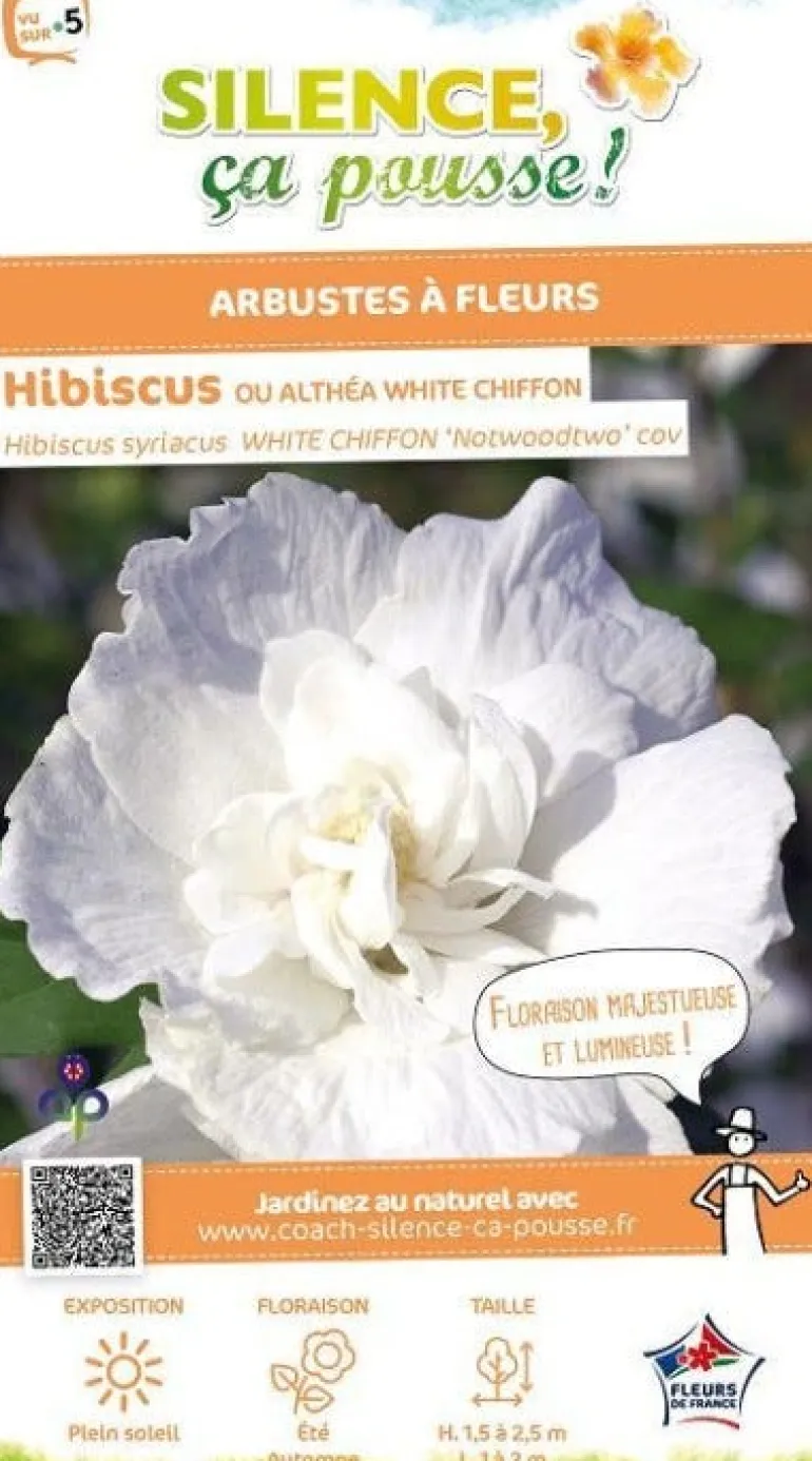 Hibiscus "White Chiffon" 10L SILENCE ÇA POUSSE