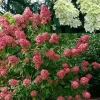 Hortensia paniculé FIRE LIGHT Pot 10L