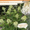 Hortensia "Paniculé Silver Dollar"Pot 10L SILENCE ÇA POUSSE