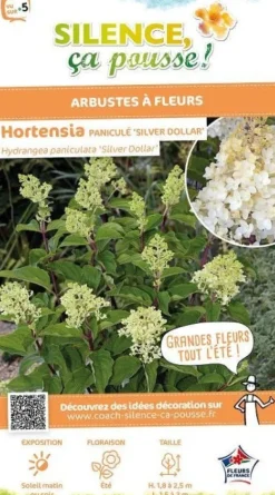 Hortensia "Paniculé Silver Dollar"Pot 10L SILENCE ÇA POUSSE