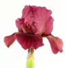 Iris "Pinnacle" Pot 1L