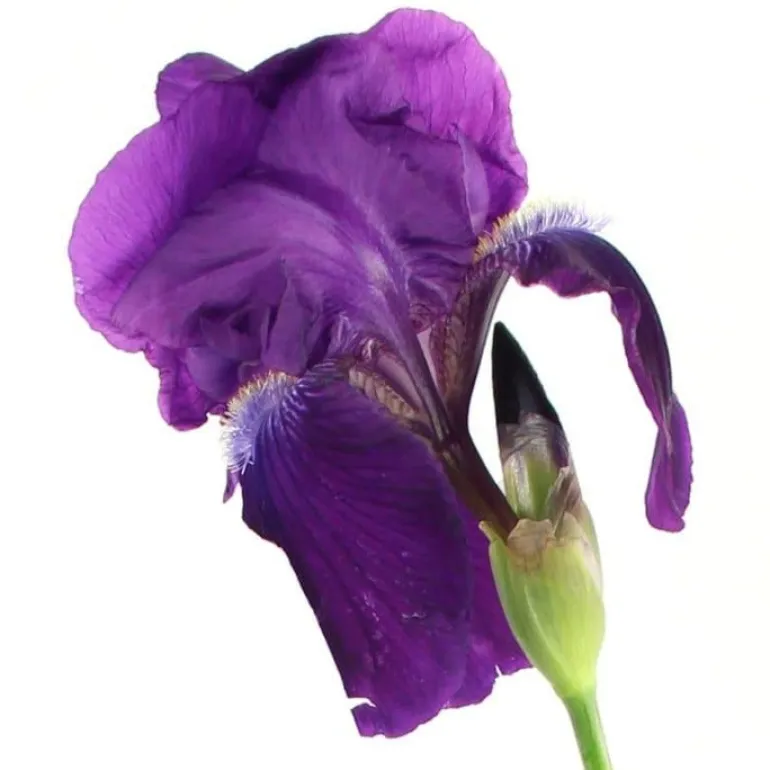 Iris "Pinnacle" Pot 1L