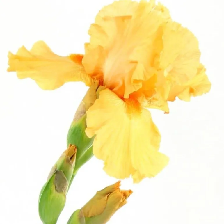 Iris "Pinnacle" Pot 1L