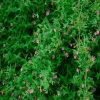 Jasmin "Beesianum" Pot 3L