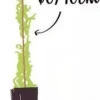 Jasmin Blanc Officinalis "Aureum" Pot 3L