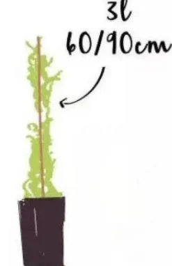 Jasmin Blanc Officinalis "Aureum" Pot 3L