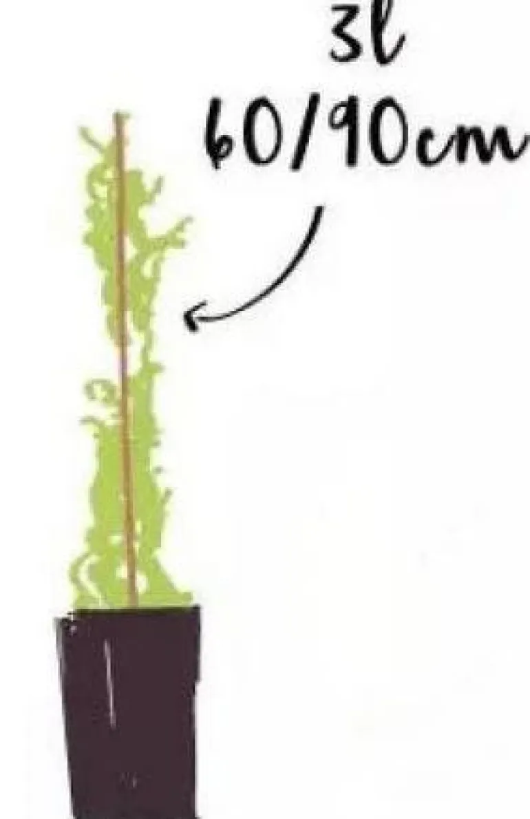 Jasmin Blanc Officinalis "Aureum" Pot 3L