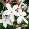 Jasmin Polyanthum en espalier - Le pot Ø 14 cm