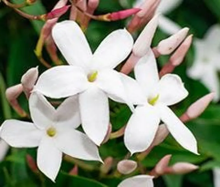 Jasmin Polyanthum en espalier - Le pot Ø 14 cm