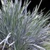 Koélérie "Bleue" Pot 5L SILENCE ÇA POUSSE