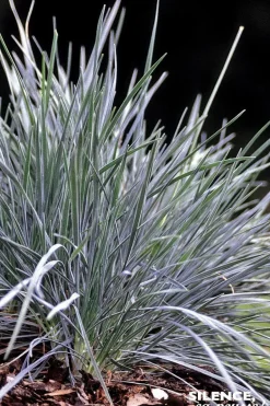 Koélérie "Bleue" Pot 5L SILENCE ÇA POUSSE