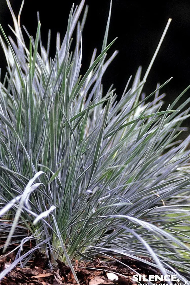 Koélérie "Bleue" Pot 5L SILENCE ÇA POUSSE