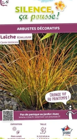 Laîche écailleuse Pot 2L SILENCE ÇA POUSSE