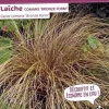 Laîche comans "Bronze Form" Pot 2L SILENCE ÇA POUSSE