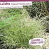 Laîche comans "Frosted Curls" Pot 2L SILENCE ÇA POUSSE