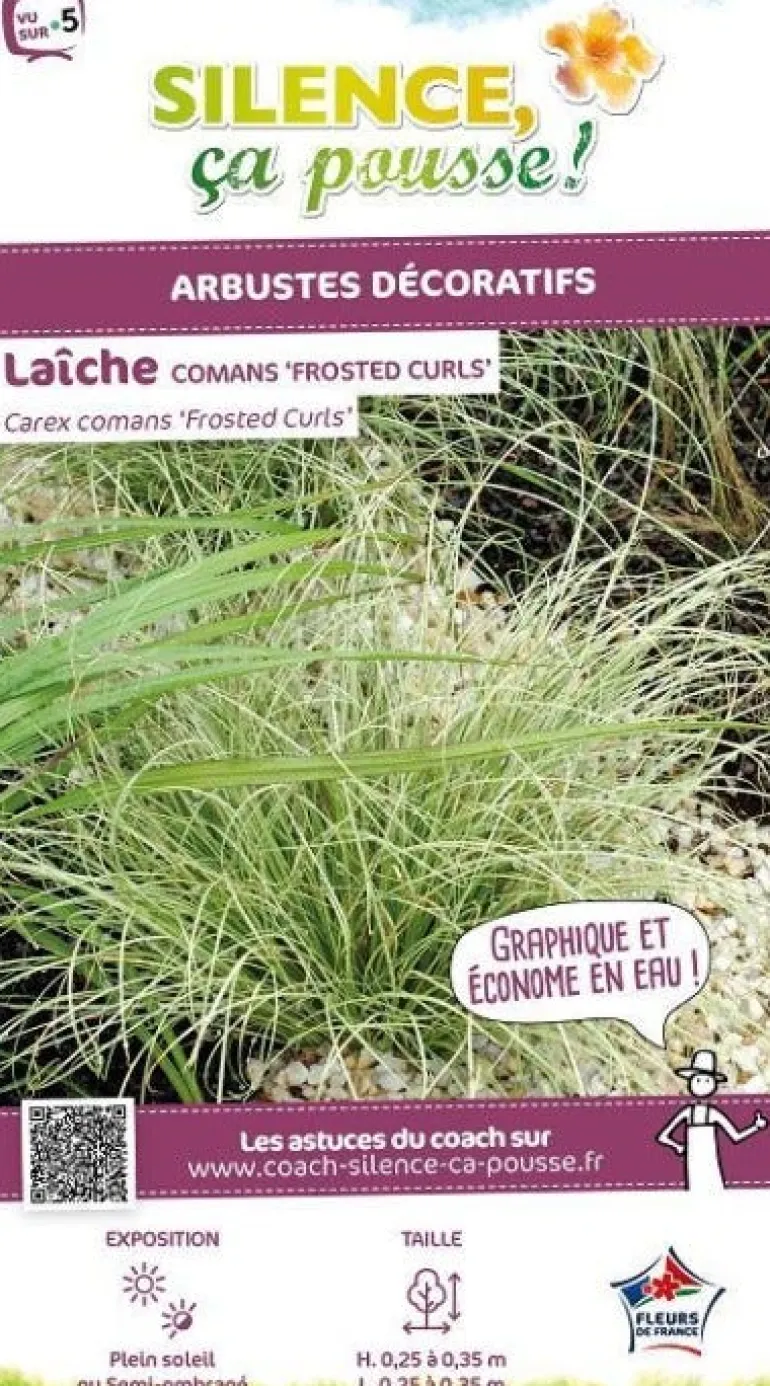 Laîche comans "Frosted Curls" Pot 2L SILENCE ÇA POUSSE