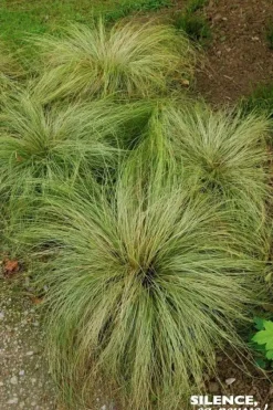 Laîche comans "Frosted Curls" Pot 2L SILENCE ÇA POUSSE