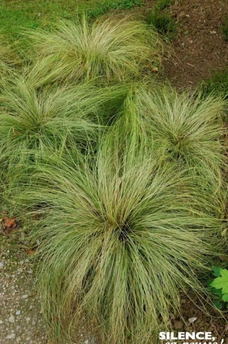Laîche comans "Frosted Curls" Pot 2L SILENCE ÇA POUSSE
